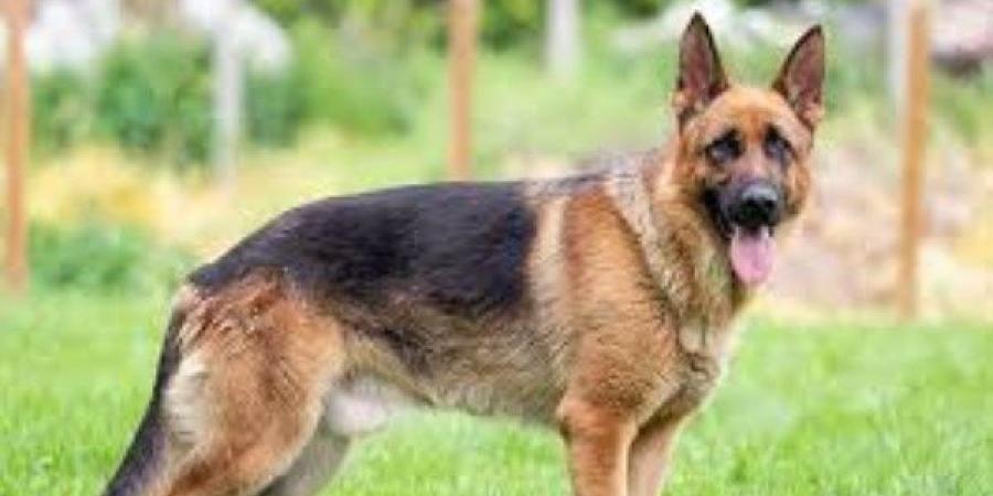 7 أيام للإبلاغ.. قانون جديد يُلزم حائزي الحيوانات الخطرة بتسجيل مواليدها فورًا - هرم مصر
