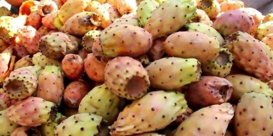 في موسمه.. تعرف على فوائد التين الشوكي - هرم مصر