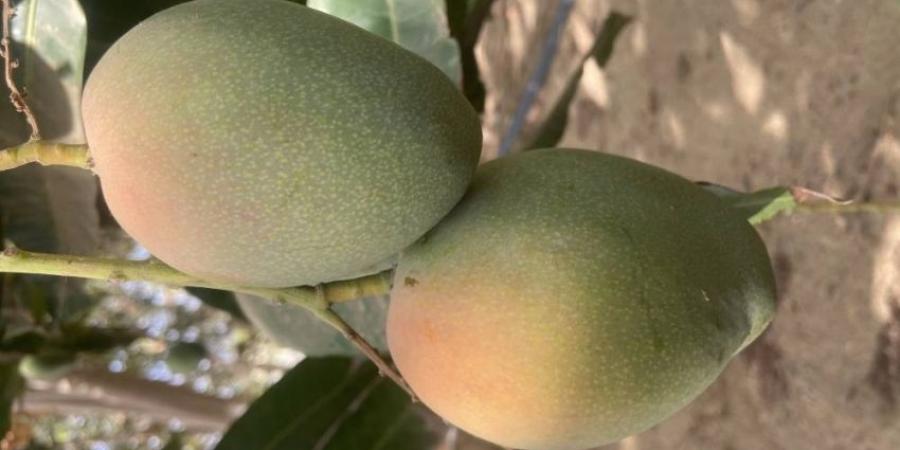مزارع القنفذة تنتج 52 ألف طن سنويًا من المانجو - هرم مصر