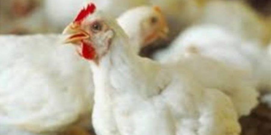 أسعار الدواجن اليوم الخميس 19-6-2025 - هرم مصر