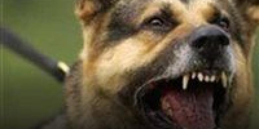قرار من النيابة بشأن عامل تعدي علي كلب "بحجارة" في المقطم - هرم مصر