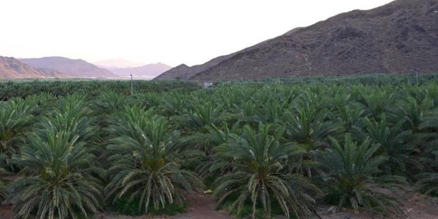 تنمية الغطاء النباتي بالمدينة - هرم مصر