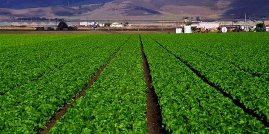 منخفض القطارة الأخضر.. حكاية حلم راود المصريين قرنا من الزمان - هرم مصر