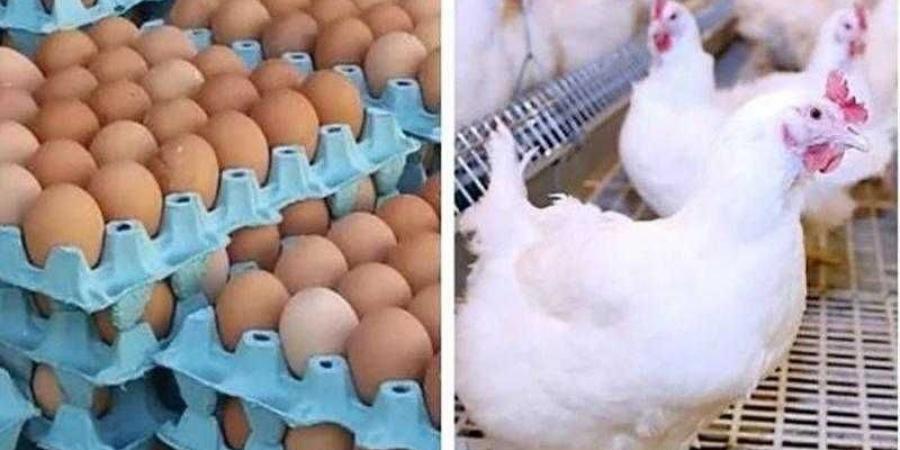 أسعار الدواجن والبيض في الأسواق اليوم الأحد - هرم مصر