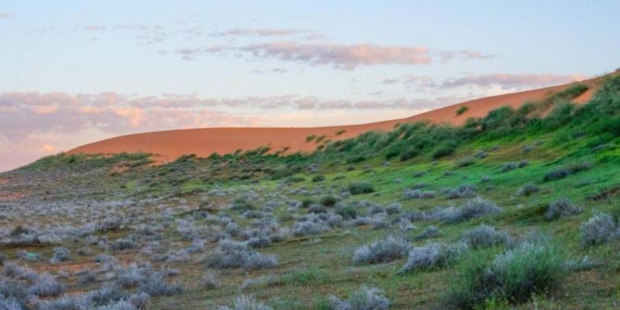 تحديث آلية الدخول والتنزه في الصمان والدهناء - هرم مصر
