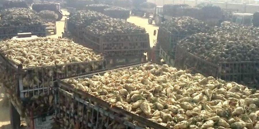 طفرة البنجر.. مصر على أعتاب الاكتفاء الذاتي من السكر - هرم مصر