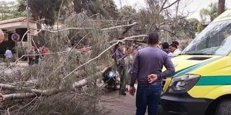 أول ضحايا الطقس.. وفاة شاب إثر سقوط شجرة عليه في المنوفية - هرم مصر