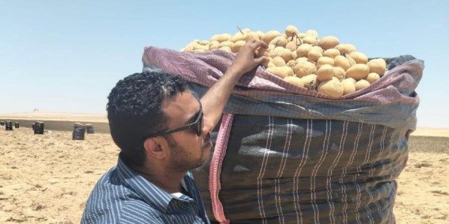 الزراعة: فحص 1.3 مليون طن بطاطس مائدة بغرض التصدير - هرم مصر