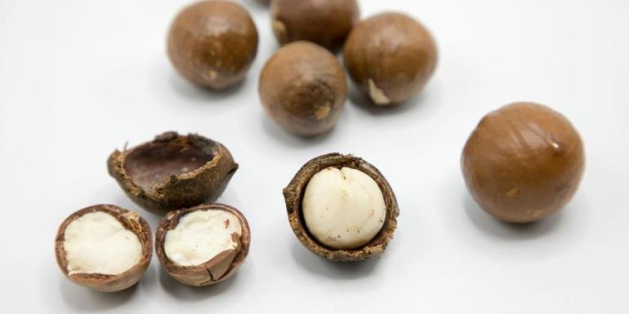 المكاديميا أكثر المكسرات المنسيّة رغم فوائدها المذهلة - هرم مصر