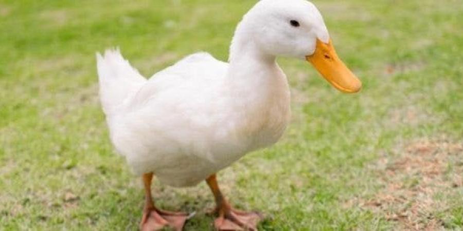 بكام الفراخ النهاردة؟.. مفاجأة جديدة في أسعار الدواجن والبيض اليوم الخميس 3 يوليو 2025 - هرم مصر