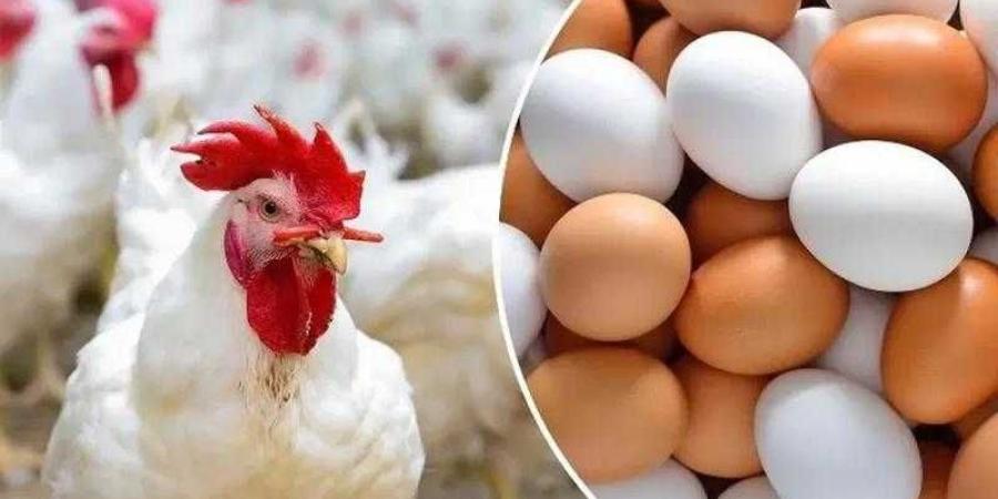 أسعار الدواجن والبيض في مصر اليوم الإثنين - هرم مصر