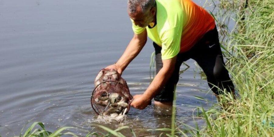 لتنمية المسطحات المائية بالإسماعيلية.. إنزال ٥٠ ألف زريعة بلطي ببحيرة الصيادين - هرم مصر