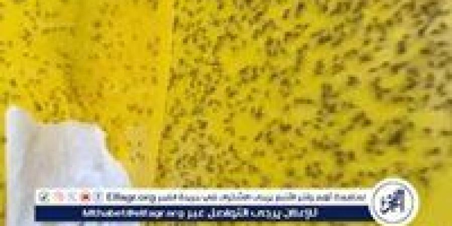 إعلام عبري: ذباب مصري يغزو حيفا ويثير الذعر في الأحياء الراقية (تفاصيل) - هرم مصر