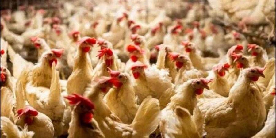 أسعار الدواجن والبيض في مصر اليوم الثلاثاء - هرم مصر