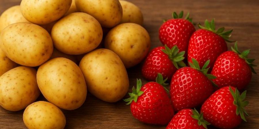البطاطا والفراولة على رأس قائمة الخضراوات والفواكه المصدرة - هرم مصر