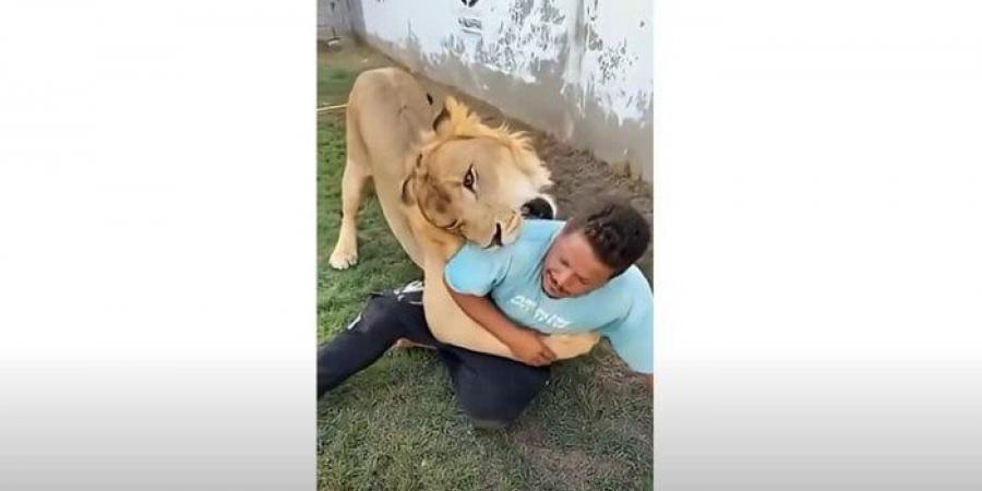 «مجرد مداعبة».. القصة الكاملة لفيديو العامل المصري مع الأسد في مزرعة ليبي - هرم مصر