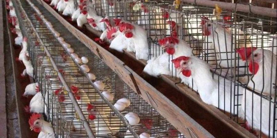 أسعار الدواجن والبيض في مصر اليوم الاربعاء - هرم مصر