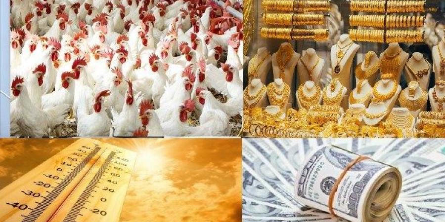 هل النودلز به مواد سامة أو مسرطنة؟| سوق السيارات يشهد تراجعا.. ومفاجأة بالذهب والدولار.. أخبار التوك شو - هرم مصر