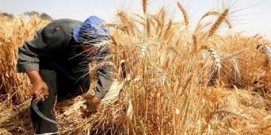 برلمانية: الاكتفاء الذاتي من القمح ركيزة لتعزيز الاستقرار الاقتصادي - هرم مصر
