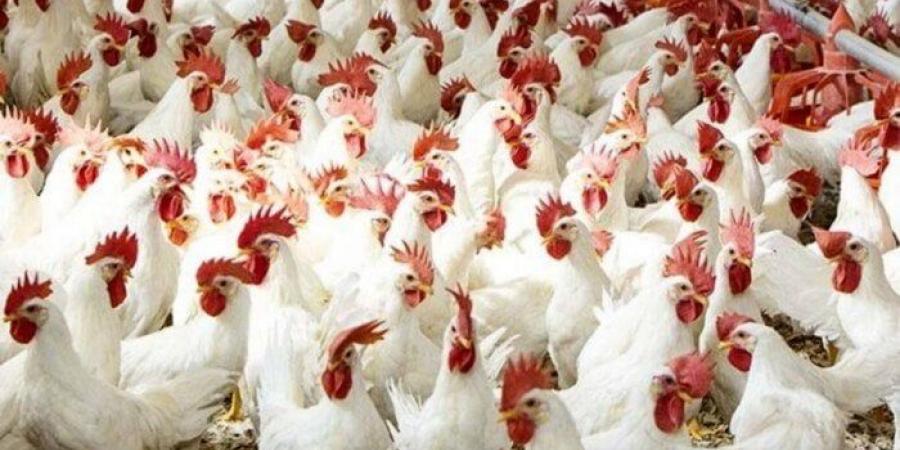 أسعار الدواجن والبيض اليوم الأحد 24 أغسطس 2025 - هرم مصر