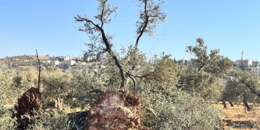 3 أيام عجاف.. أهالي قرية المغير بالضفة يتحدثون عن انتهاكات جيش الاحتلال - هرم مصر