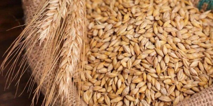 الطن بكام؟.. سعر الأرز الشعير اليوم الأربعاء 27 أغسطس 2025 - هرم مصر