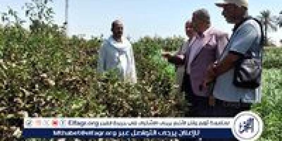 محافظ أسيوط يتابع موسم جني القطن بالمحافظة - هرم مصر