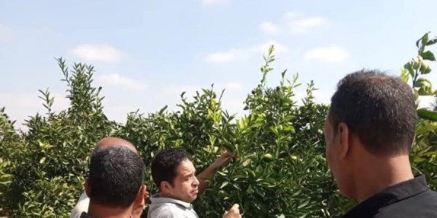 استعدادًا لموسم الموالح.. الزراعة تطلق حملات مكثفة لمكافحة ذباب الفاكهة - هرم مصر