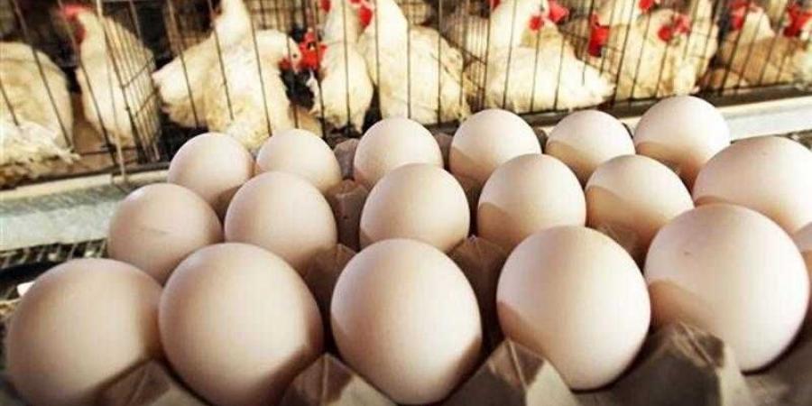 أسعار الدواجن والبيض في مصر اليوم السبت - هرم مصر