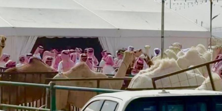 إيقاف مزاد غير نظامي للإبل بالرياض وتحذير من إقامة الأنشطة المخالفة - هرم مصر