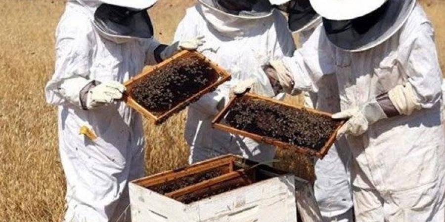 الوادي الجديد تطلق مبادرة لتنمية الثروة النحلية بواحة الداخلة - هرم مصر