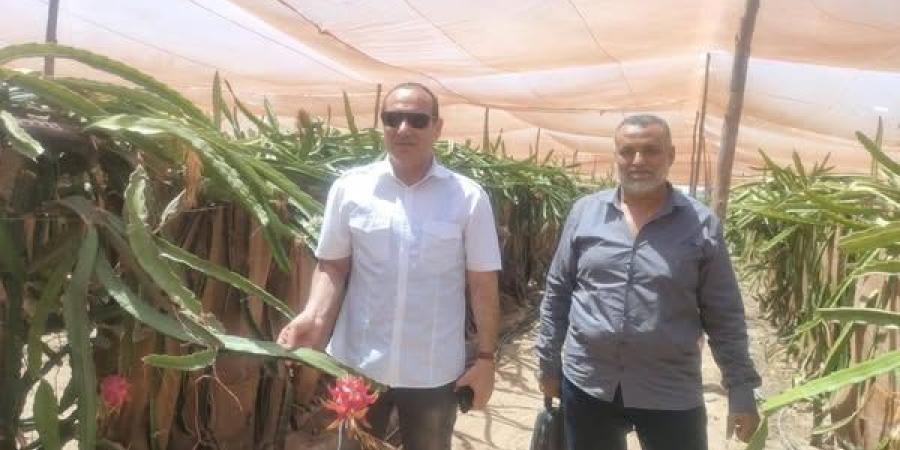 لأول مرة.نجاح زراعة الدراجون فروت الفاكهة الإستوائية بالإسماعيلية - هرم مصر