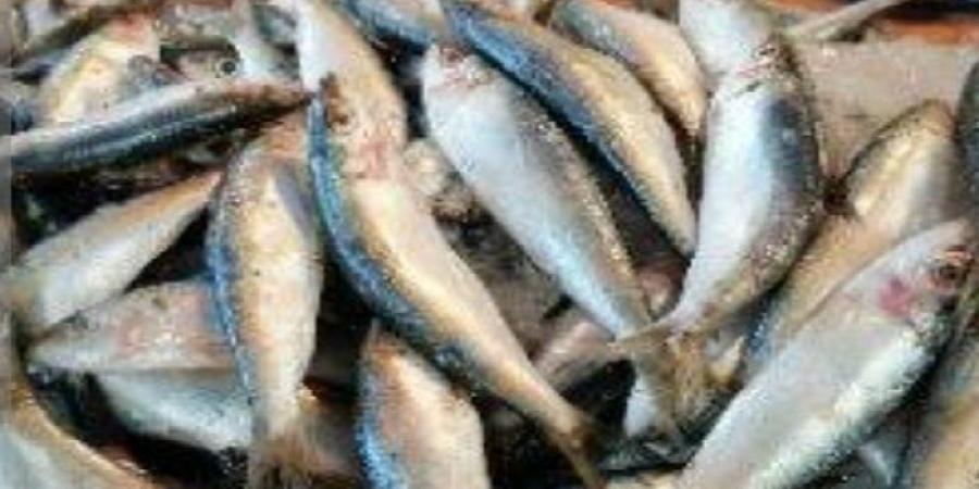 قبل تداولها بالأسواق.. ضبط نصف طن أسماك غير صالحة للاستهلاك الآدمي بالبحيرة - هرم مصر