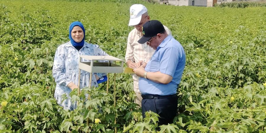 زراعات القطن بالبحيرة مبشرة - هرم مصر
