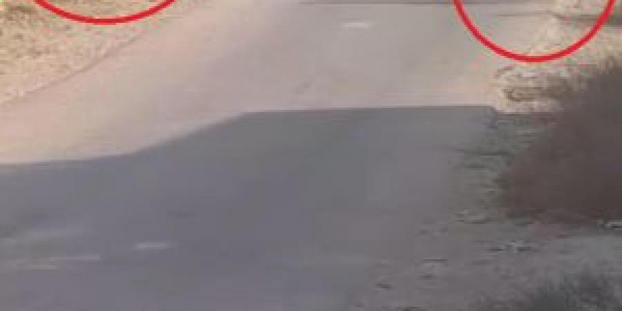 بالفيديو .. كلاب ضالة تهاجم أطفالًا في عمّان تثير غضبًا واسعًا - هرم مصر