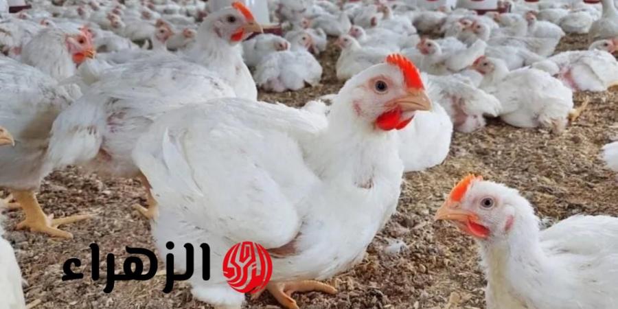 سعر كيلو الفراخ الان.. مفاجأة في أسعار الفراخ البيضاء اليوم الخميس 11 سبتمبر 2025 في بورصة الدواجن والسوق المحلية - هرم مصر