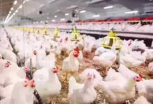 أسعار الدواجن اليوم الإثنين 4 مايو 2026 الفراخ البيضاء والبلدي في مصر جريدة هرم مصر