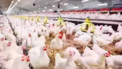أسعار الدواجن اليوم الإثنين 4 مايو 2026 الفراخ البيضاء والبلدي في مصر جريدة هرم مصر