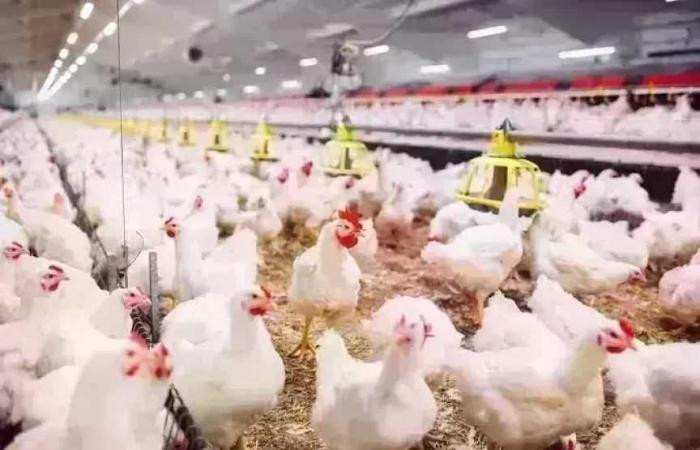 أسعار الدواجن اليوم الإثنين 4 مايو 2026 الفراخ البيضاء والبلدي في مصر جريدة هرم مصر