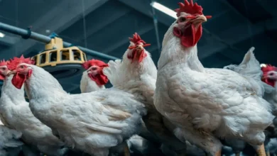 أسعار الدواجن تتراجع بشكل كبير اليوم والفراخ البيضاء تصل إلى مئة جنيه فقط في جريدة هرم مصر