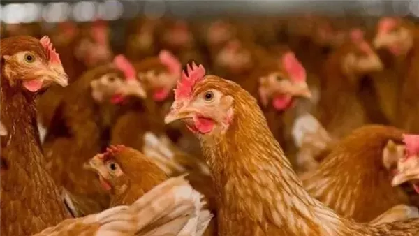 أسعار الفراخ البيضاء والساسو والبلدي اليوم الأحد 3 مايو 2026 في بورصة الدواجن بحسب جريدة هرم مصر