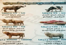 ارتفاع أسعار اللحوم ينعكس على المواطنين ومصادر تكشف عن ضبط 190 طنًا غير صالح للاستهلاك بجريدة هرم مصر
