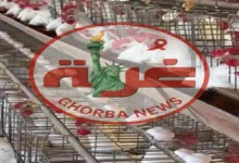 استقرار أسعار الدواجن في مصر اليوم وتراجع أسعار البيض والفراخ البلدي إلى 140 جنيهًا للمستهلك جريدة هرم مصر