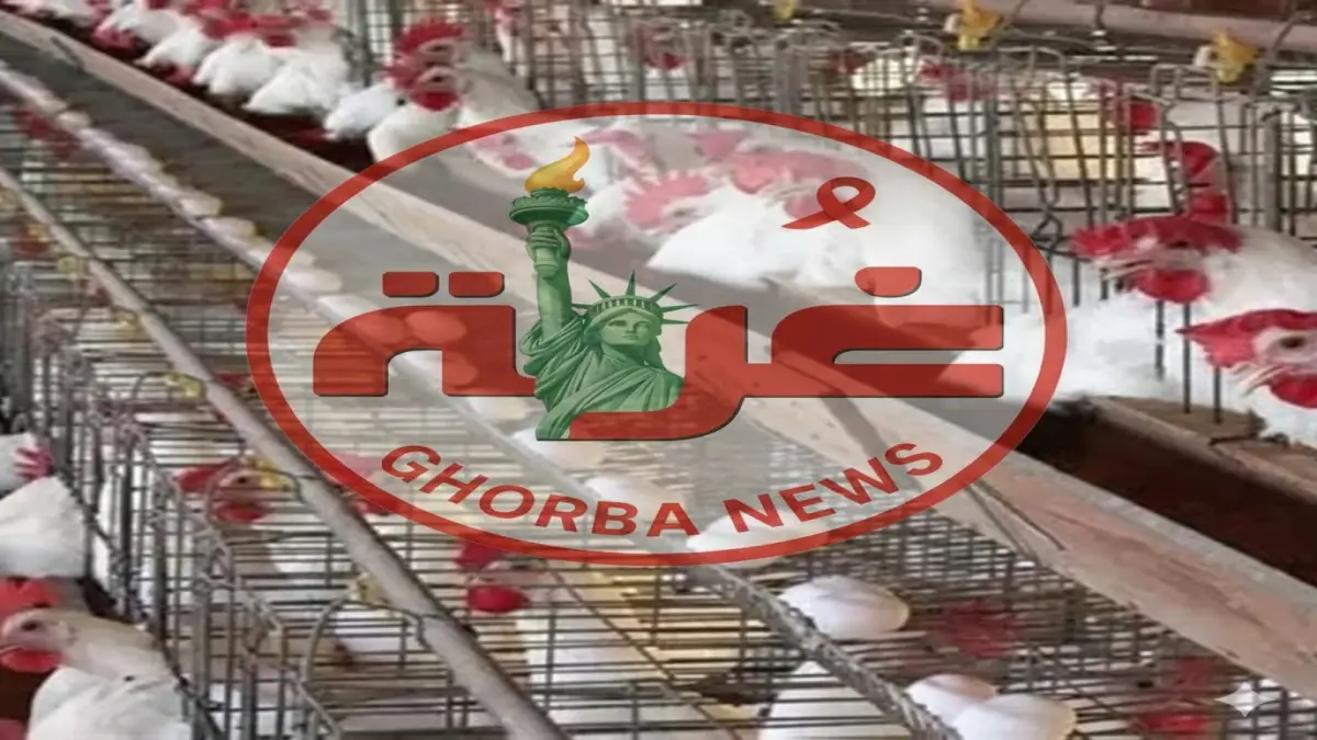 استقرار أسعار الدواجن في مصر اليوم وتراجع أسعار البيض والفراخ البلدي إلى 140 جنيهًا للمستهلك جريدة هرم مصر
