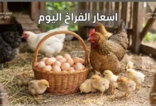 استقرار مفاجئ في أسعار الدواجن اليوم الفراخ البيضاء تصل إلى 96 جنيه والبلدي 120 جنيه جريدة هرم مصر