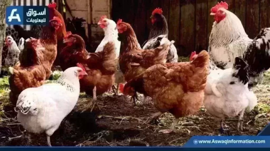 اسعار الفراخ البيضاء والدواجن اليوم الأحد في المزرعة وتحديثات أسعار السلع