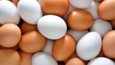 انخفاض أسعار البيض اليوم الاثنين 4 مايو 2026 في الأسواق المحلية تعرف على سعر الكرتونة من جريدة هرم مصر
