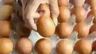 تحديث سعر كرتونة البيض في بورصة الدواجن للمستهلك اليوم الإثنين 4 مايو 2026 جريدة هرم مصر