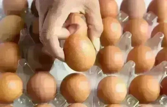 تحديث سعر كرتونة البيض في بورصة الدواجن للمستهلك اليوم الإثنين 4 مايو 2026 جريدة هرم مصر